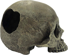 Komodo Human Skull
