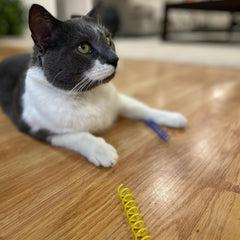 SPOT Thin Colorful Springs Cat Toy - Bouncy Toys for Medium Indoor Cat Breeds to Bite, Swat, Chase - Keeps Cats & Kittens Entertained for Hours - Includes Ten Wide Spiral Springs, Assorted Colors