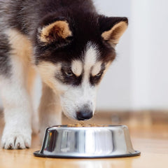 SPOT No-Tip Pet Bowl for Cats Small Dogs Large Dogs Classic Durable Non Slip Cat Dish Dog Bowls for Food and Water