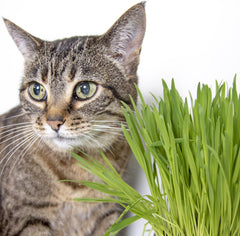 SmartyKat Sweet Greens Cat Grass Seed Grow Kit - 1 Ounce