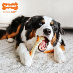 Nylabone Knuckle Bone Pop-In Treat Toy Power Chew Toy for Dogs, Interactive Treat Dispensing Enrichment Dog Toy, Long Lasting Chicken Flavor