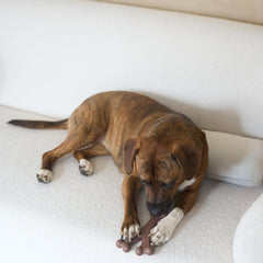 SPOT Bam-Bones Wishbone - Made with Strong Bamboo Fiber, Durable Long Lasting Dog Chew for Light to Moderate Chewers, Great Toy for Adult Dogs & Teething Puppies Under 50lbs, Bacon Flavor