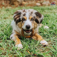 Redbarn Chew-A-Bulls Ring 1 ea