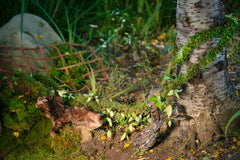 Galápagos Supermoss (05266) MossVine, Real Moss Vine, 12FT, Green