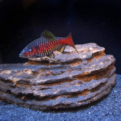 Seachem Neutral Regulator Aquarium Water Treatment