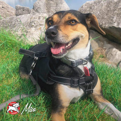 Fromm Classic Adult Dog Food - Premium Dry Dog Food for Large, Medium, & Small Breeds - Chicken Recipe.