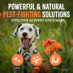 TropiClean Flea and Tick Laundry Additive, Laundry Detergent Booster, Safe for Dogs, Cats, & Home, Powerful Treatment Laundry Addition 32 oz