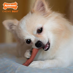 Nylabone Power Chew Classic Bone Chew Toy for Dogs, Durable Dog Toys for Aggressive Chewers, Bacon Flavor