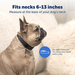 PetSafe NanoBark Collar - World's Smallest Bark Collar for Small and Medium Dogs, 10 Levels of Static Stimulation, Waterproof and Rechargeable Anti-Bark Training, Comfortable and Low-Profile Design