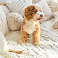 SPOT Bam-Bones Bone - Made with Strong Bamboo Fiber, Durable Long Lasting Dog Chew for Light to Moderate Chewers, Great Toy for Adult Dogs & Teething Puppies under 25lbs, Chicken Flavor