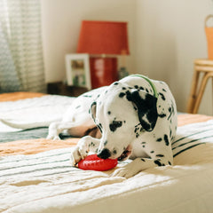 Playology Dual Layer Ring Toy for Large to X-Large Dogs 50lbs & up | Engaging All-Natural Beef Scented Durable Dog Chew Toy for Power Chewers | Easy to Clean, Interactive & Non-Toxic