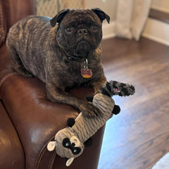 SPOT Skinneeez Stretch and Squeak Dog Toy - Stuffing-Free Stretchy Toy with Crinkle and Squeaker, Fun for Dogs to Tug and Fetch, Assorted Animal Characters - Beaver, Raccoon, or Fox 1 ea