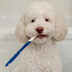 Nylabone Advanced Oral Care Dog Dental Kit Original Flavor