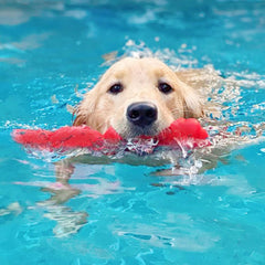 Nylabone Springa Interactive Dog Toy – Lightweight Flexible Floatable Dog Tug Toy for Creative Play & Dog Exercise