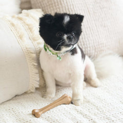 SPOT Bam-Bones Bone - Made with Strong Bamboo Fiber, Durable Long Lasting Dog Chew for Light to Moderate Chewers, Great Toy for Adult Dogs & Teething Puppies under 25lbs, Chicken Flavor