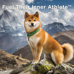 Nulo Himalayan Yak Chew Dog Treat, Mint