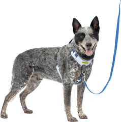 PetSafe Easy Walk Comfort No-Pull Dog Harness Full-Body Padding - Better Walks on The First Use - 5 Points of Adjustment , Blue