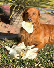 Redbarn Premium All-Natural Cow Ear for Dogs - Slow Roasted Single Ingredient Rawhide Alternative Chew Treat for Aggressive Chewers