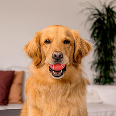 Playology Squeaky Chew Ball for Dogs | Engaging All-Natural Beef Scented Toy for Medium Dogs up to 50lbs | Squeak, Fetch, and Play