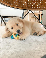 Nylabone Teething Rings Power Chew Toy for Dogs, Dog Toys for Aggressive Chewers, Bacon Flavor, Small - Up to 25 Ibs