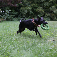 Jolly Pets TIK-Tak-Tugzz Rope Dog Toy