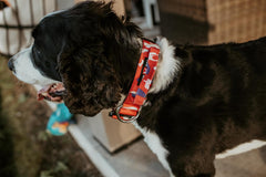 Boss Dog Tactical Adjustable Collar, Red, White & Blue Camo