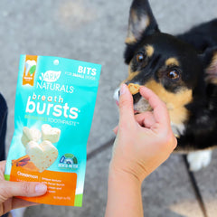 ARK NATURALS Breath Bursts Brushless Toothpaste Dog Treats, Dog Dental Bits for Small Breeds, Unique Texture Helps Clean Teeth & Freshen Breath, Cinnamon