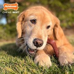 Nylabone Elk Bone Alternative Power Chew Toy for Dogs, Dog Toys for Aggressive Chewers, Venison Flavor, X-Large - 50+ lbs, 1 Count