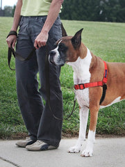 PetSafe Easy Walk Deluxe Dog Harness, No Pull Dog Harness – Perfect for Leash & Harness Training – Stops Pets from Pulling and Choking on Walks – Medium/Large