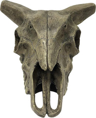 Komodo Deer Skull