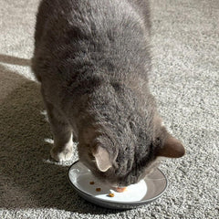 SPOT Two Tone Gray Oval Cat Food Dish - Ceramic Plate with Low Edges, Saucer with Whisker-Friendly Shape and Low-Profile Sides, Ideal for Wet or Dry Cat Food, Hand Wash Only, 6 inch (1 Cup- 8 Oz)