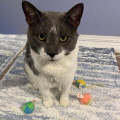 SPOT Stringy Mice & Balls - Catnip Cat Toys, Interactive, Colorful Plush Toys, Fun for Cats and Kittens to Bat and Chase, Boredom Buster - 2 Mice, 2 Balls