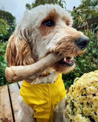 Nylabone Gourmet Style Stick Strong Chew Toy for Dogs, Peanut Butter Flavor, Medium