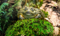 Galápagos (05254) Royal Clumps of Real Pillow, Natural