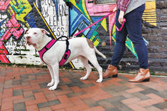 PetSafe EasySport Dog Harness – Adjustable Padded Dog Harness with Control Handle and Reflective Piping