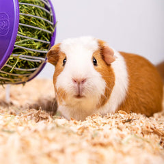 Americas Choice PETSPICK Aspen Soft Pet Bedding for Small Animals, 24L