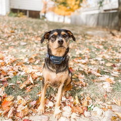 PetSafe Audible Bark Dog Collar, Humanely Stop Barking, Alternative to Static Shock No Bark Collar, 10 Levels of Safe Correction – for Small, Medium & Large Dogs Over 8 lb, Rechargeable & Waterproof