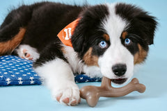 Nylabone Gourmet Style Wishbone Strong Chew Toy for Puppies, Peanut Butter Flavor