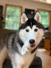 Nylabone Durable Dental Dinosaur Dog Chew