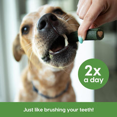 Ark Naturals® Brushless™ Toothpaste Dog Dental Chew