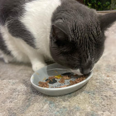 SPOT Best Friends Oval Cat Food Dish - Ceramic Plate with Low Edges, Saucer with Whisker-Friendly Shape and Low Profile Sides, Ideal for Wet or Dry Cat Food, Dishwasher Safe, 6in, Light Grey