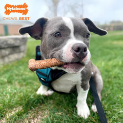 Nylabone Healthy Edibles Natural Dog Chews Long Lasting Meaty Center Beef Flavor Treats for Dogs