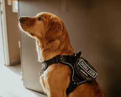 Boss Dog Tactical Molle Bag, Black Camo