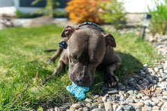 Claudia'S Canine Cuisine Peanut Butter Dog Cookies, Happy Birthday, Blue