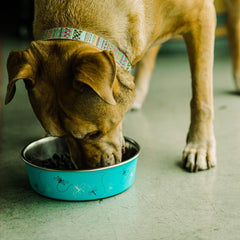 Loving Pets Bella Dog Bowls- Stainless Steel Dog & Cat Bowls - Spill Proof Dog Food Bowl, Cat Bowl, Puppy Essentials & Pet Supplies Great for Home & Travel