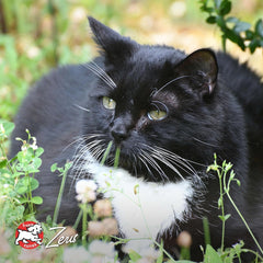 Fromm Healthy Weight Gold Dry Cat Food - Weight Management Cat Food for Adult & Senior Cats - Chicken Recipe