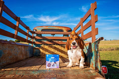 N-Bone® Puppy Teething Rings – Taste of Texas Burnt Ends Flavor (3 Pack)