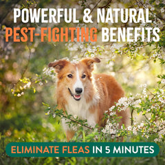 TropiClean Natural Maximum Strength Flea and Tick Spray for Dogs and Home