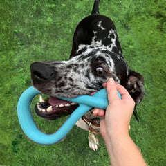 Nylabone Tuug Interactive Dog Toy for Dog Enrichment - Firm Yet Flexible Dog Tug Toy for Creative Play & Dog Exercise - Play Toy Not Intended for Chewing