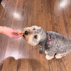 Exclusively Dog Best Buddy Bones Training Treats for Dogs and Puppies - Beef & Liver Flavor, 5.5oz Resealable Bag